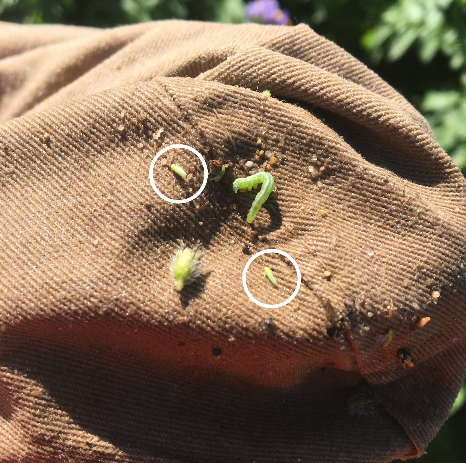Potato leafhoppers with a circle around them on a sweep net.
